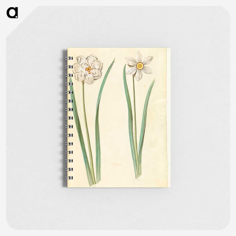 2-97_Maria-Sibylla-Merian_memo