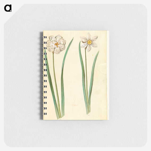 2-97_Maria-Sibylla-Merian_memo