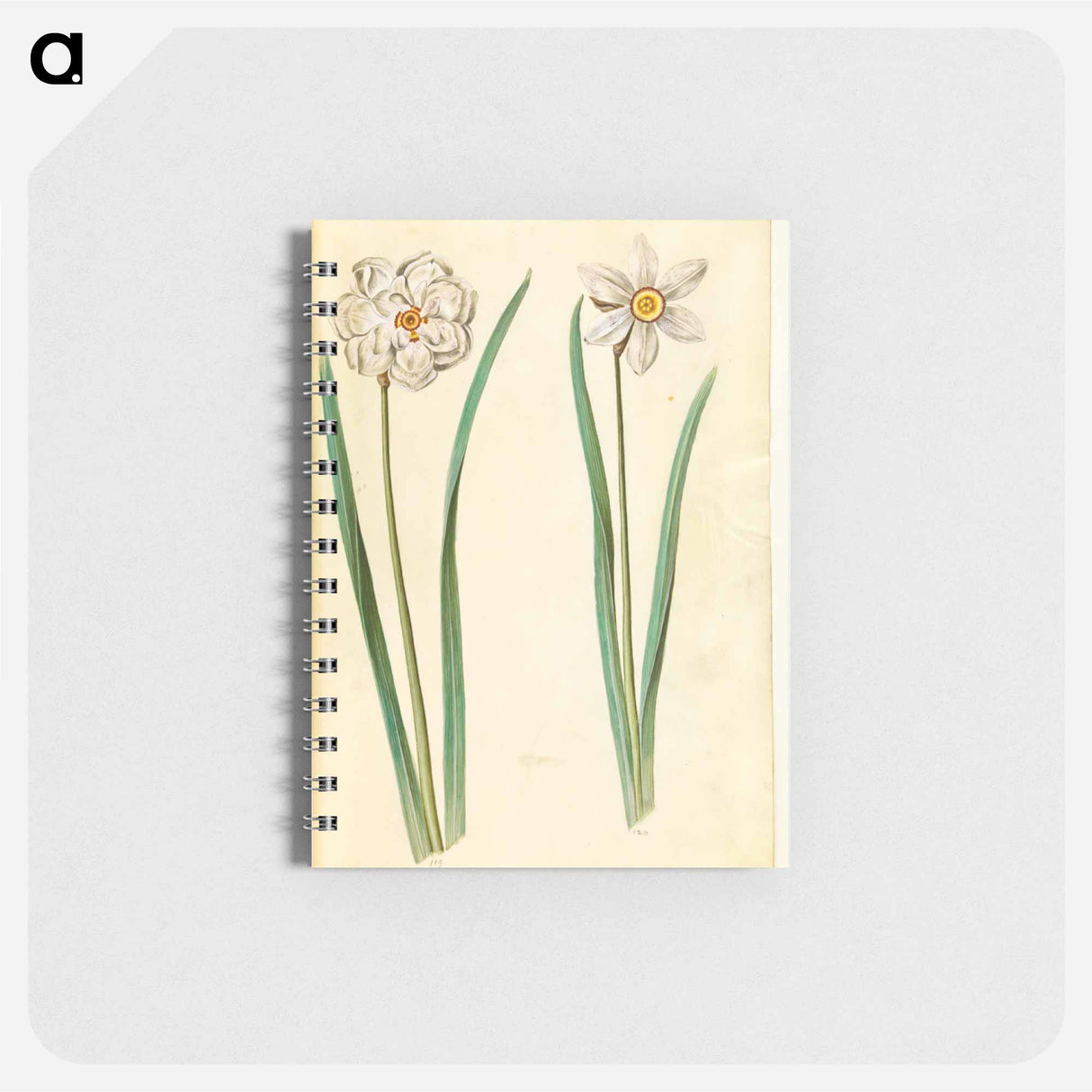 アートメモ帳-Narcissus Poeticus (Prison Lily)
 - マリア ジビーラ メーリアン Memo.