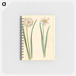 アートメモ帳-Narcissus Poeticus (Prison Lily)
 - マリア ジビーラ メーリアン Memo.