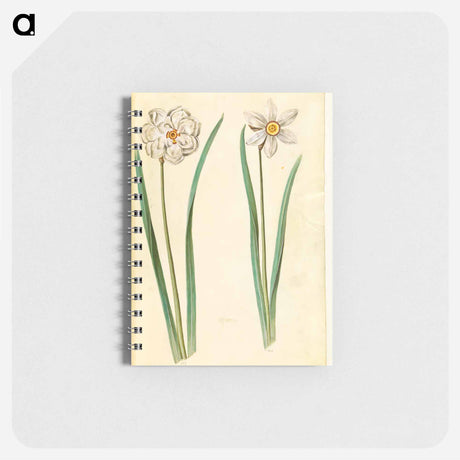 アートメモ帳-Narcissus Poeticus (Prison Lily)
 - マリア ジビーラ メーリアン Memo.