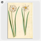 2-97_Maria-Sibylla-Merian_picture-crop