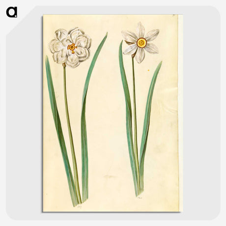 2-97_Maria-Sibylla-Merian_picture-crop
