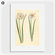 2-97_Maria-Sibylla-Merian_picture