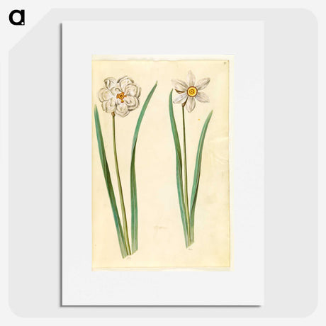 2-97_Maria-Sibylla-Merian_picture