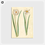 アートポストカード-Narcissus Poeticus (Prison Lily)
 - マリア ジビーラ メーリアン Postcard.