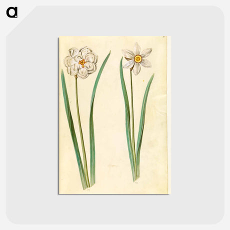 アートポストカード-Narcissus Poeticus (Prison Lily)
 - マリア ジビーラ メーリアン Postcard.