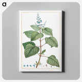 アートパネル-Plectranthus Fruticosus - ピエール ジョゼフ ルドゥーテ Canvas.
