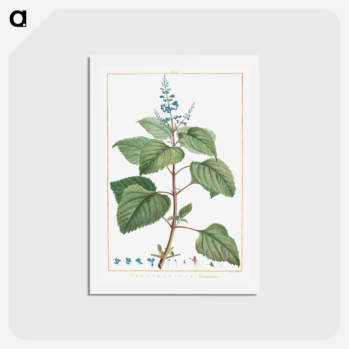 アートポストカード-Plectranthus Fruticosus - ピエール ジョゼフ ルドゥーテ Postcard.