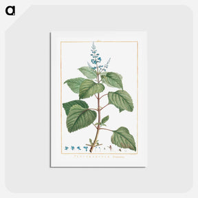 アートポストカード-Plectranthus Fruticosus - ピエール ジョゼフ ルドゥーテ Postcard.
