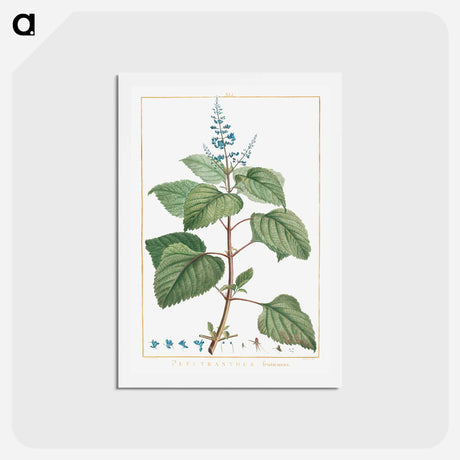 アートポストカード-Plectranthus Fruticosus - ピエール ジョゼフ ルドゥーテ Postcard.