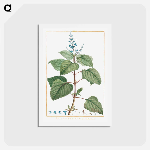アートポストカード-Plectranthus Fruticosus - ピエール ジョゼフ ルドゥーテ Postcard.