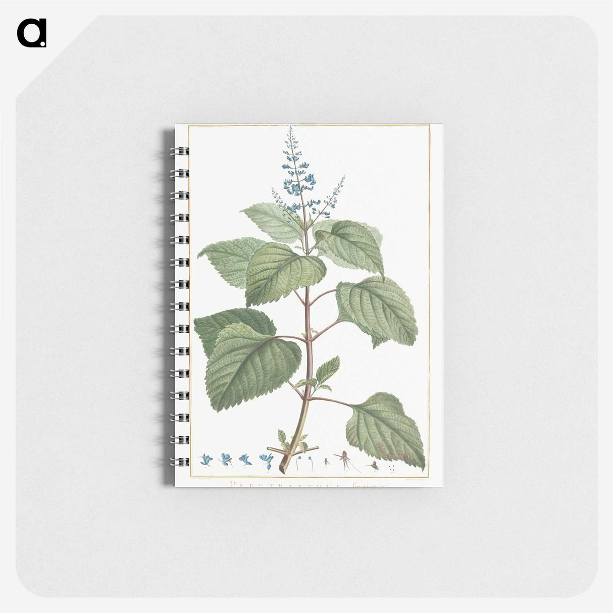 2-97_Pierre-Joseph-Redoute_memo
