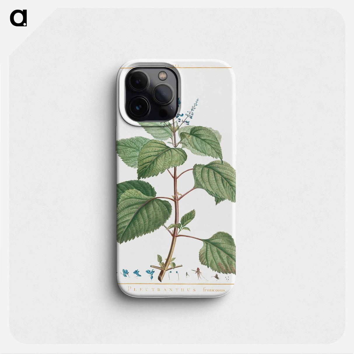 Plectranthus Fruticosus - Pierre Joseph Redouté Phone Case.