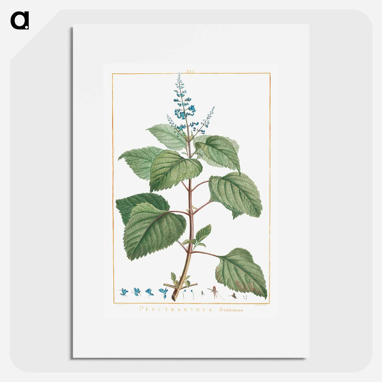 Plectranthus Fruticosus - Pierre Joseph Redouté Poster.