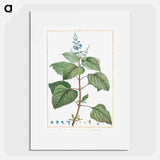 Plectranthus Fruticosus - Pierre Joseph Redouté Poster.