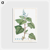 アートポストカード-Plectranthus Fruticosus - ピエール ジョゼフ ルドゥーテ Postcard.