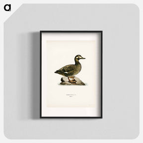 アートポスター-Velvet Scoter Female
 - スヴェンスカ フォグラル Poster.