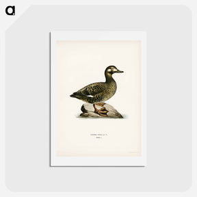 アートポストカード-Velvet Scoter Female
 - スヴェンスカ フォグラル Postcard.