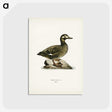 2-97_Svenska-Faglar_postcard