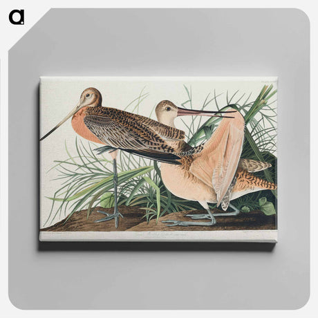 アートパネル-Great Marbled Godwit from Birds of America
 - アメリカの鳥たち Canvas.