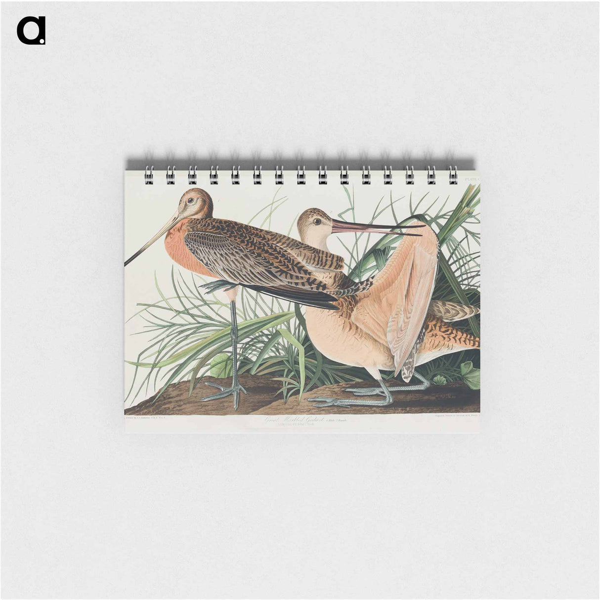 アートメモ帳-Great Marbled Godwit from Birds of America
 - アメリカの鳥たち Memo.