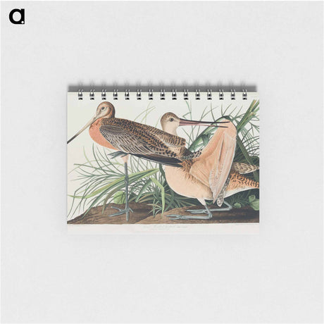 アートメモ帳-Great Marbled Godwit from Birds of America
 - アメリカの鳥たち Memo.
