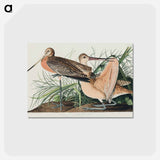 アートポストカード-Great Marbled Godwit from Birds of America
 - アメリカの鳥たち Postcard.