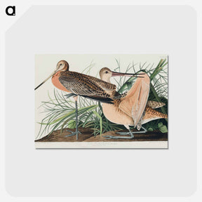 アートポストカード-Great Marbled Godwit from Birds of America
 - アメリカの鳥たち Postcard.