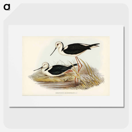 アートポスター-White-headed Stilt
- オーストラリアの鳥 Poster.