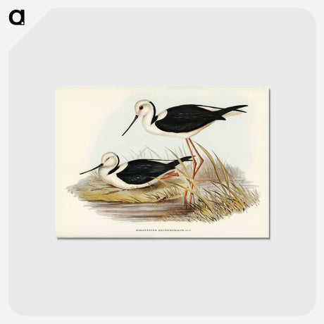 アートポストカード-White-headed Stilt
 - オーストラリアの鳥 Postcard.