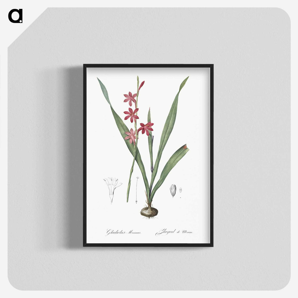 2-97_The-Lilies_blk-crop