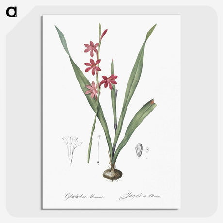 2-97_The-Lilies_picture-crop