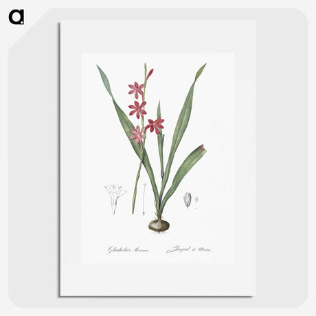2-97_The-Lilies_picture
