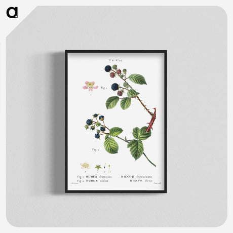 2-97_Treatise-on-Trees-and-Shrubs_blk-crop