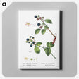 2-97_Treatise-on-Trees-and-Shrubs_canvas