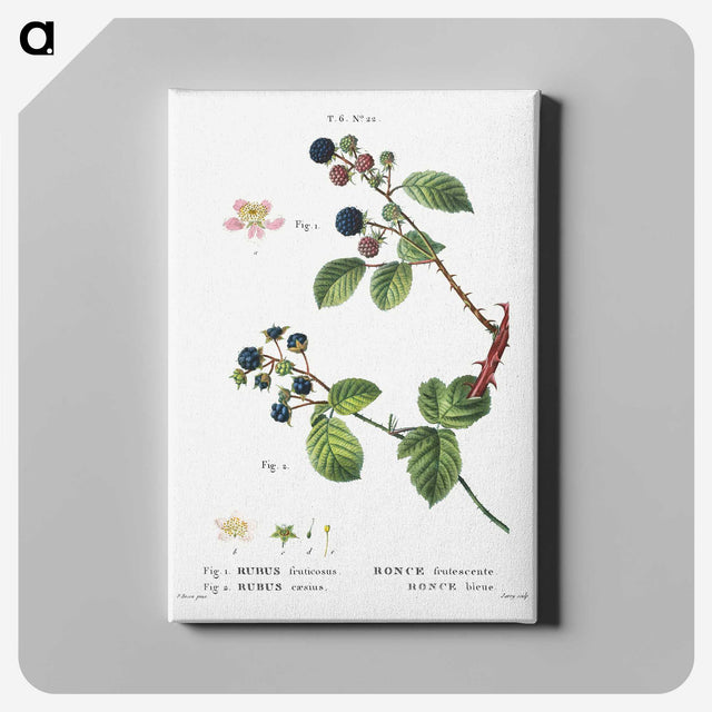 2-97_Treatise-on-Trees-and-Shrubs_canvas