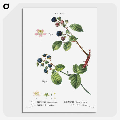 2-97_Treatise-on-Trees-and-Shrubs_picture-crop