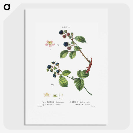 2-97_Treatise-on-Trees-and-Shrubs_picture