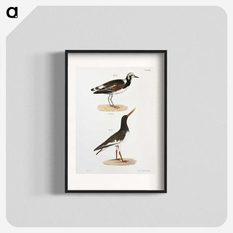 2-97_Zoology-of-New-York_blk