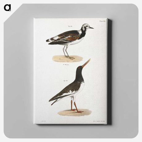 2-97_Zoology-of-New-York_canvas