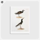 2-97_Zoology-of-New-York_hagaki