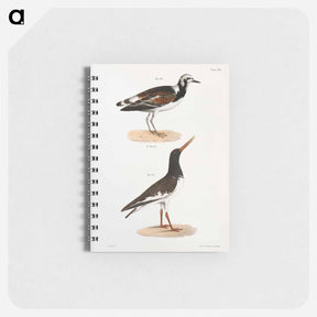 アートメモ帳-Turnstone (Strepsilas interpres) Mantled Oyster-catcher (Hæmatopus palliatus) - ニューヨークの動物学 Memo.