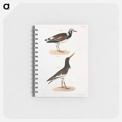 Turnstone (Strepsilas interpres) Mantled Oyster-catcher (Hæmatopus palliatus) - ニューヨークの動物学 Memo.