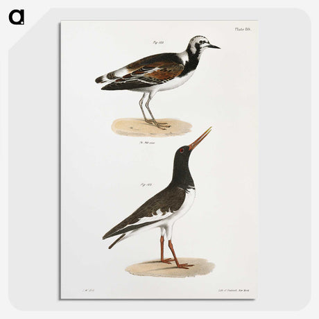 2-97_Zoology-of-New-York_picture-crop