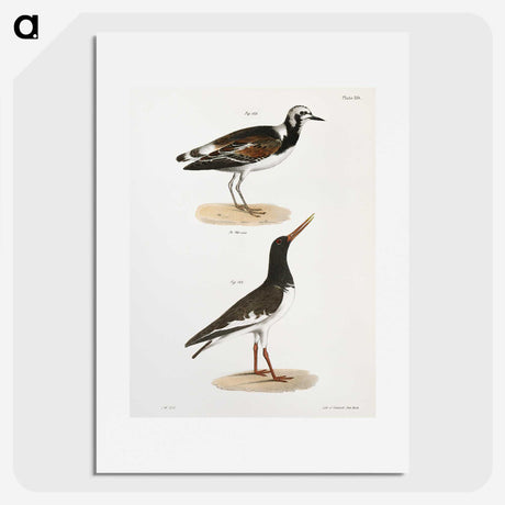 2-97_Zoology-of-New-York_picture
