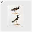 2-97_Zoology-of-New-York_postcard