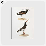 2-97_Zoology-of-New-York_postcard