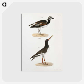 2-97_Zoology-of-New-York_postcard