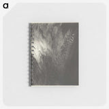 2-98_Alfred-Stieglitz_memo